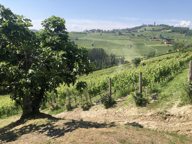 Tenuta Le More Calosso Extérieur photo